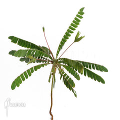 Biophytum sensitivum