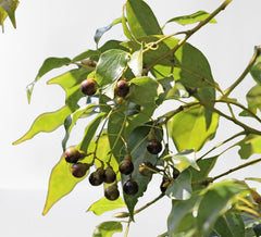 Cinnamomum camphora (Camphor)