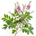 Indigofera tinctoria (True Indigo)