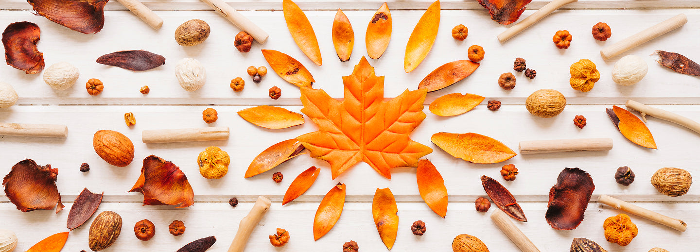 Wellness Health Care